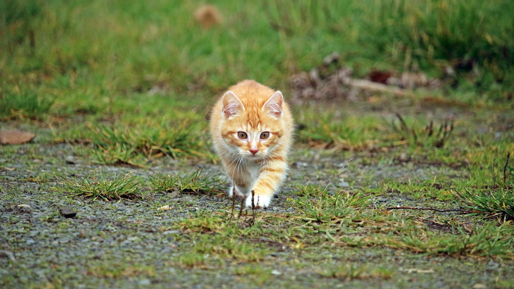 可爱的虎斑猫图片