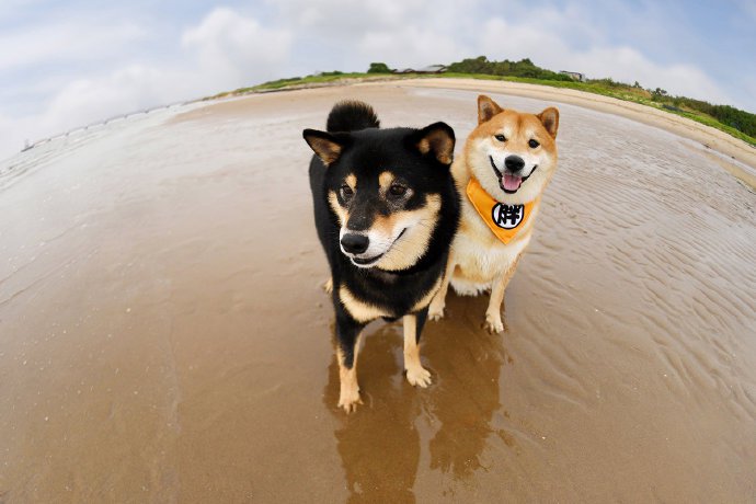 一組黑色和橘色的可愛柴犬