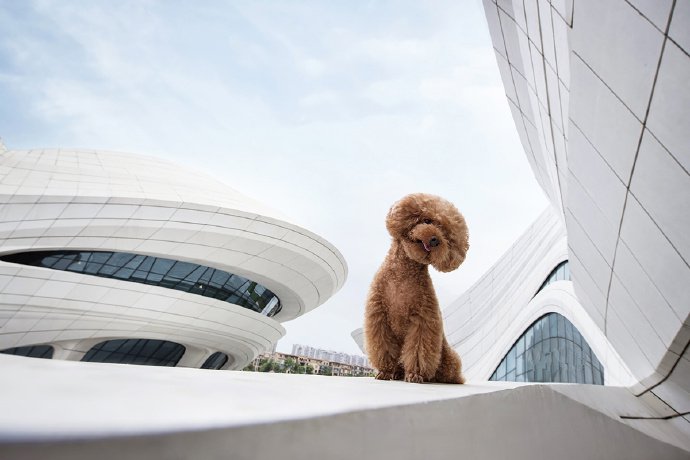 一组不一样有特色的小狗狗图片欣赏