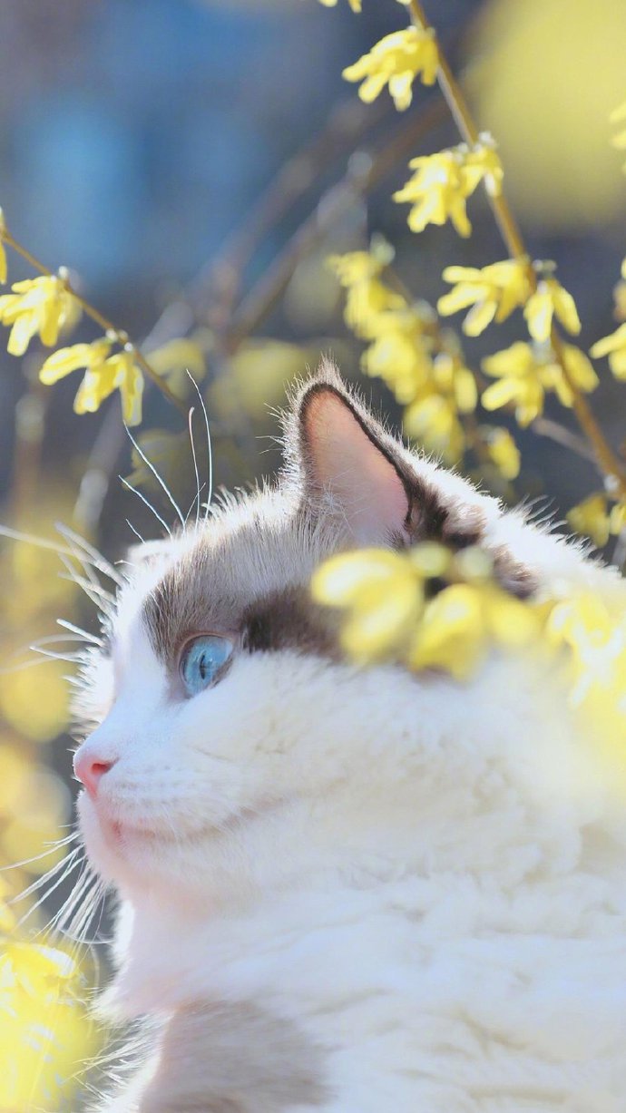 可爱萌系猫咪手机壁纸图片