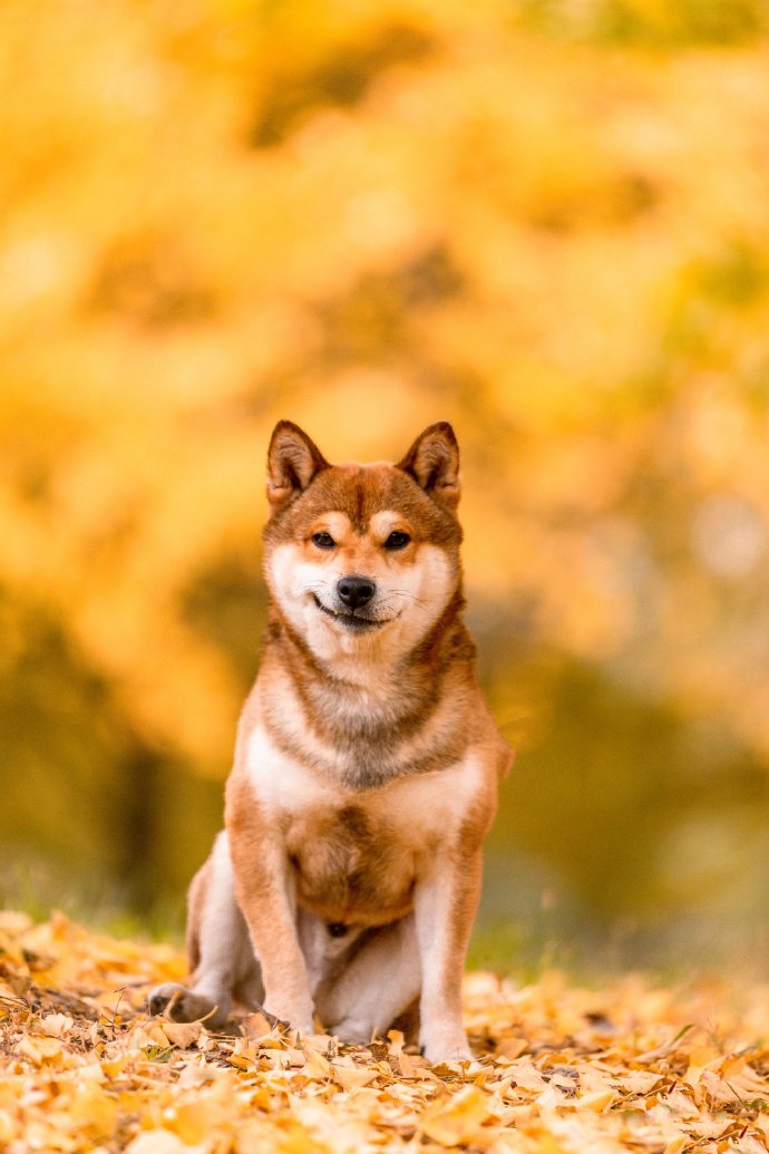 黄色唯美景色下的柴犬狗狗