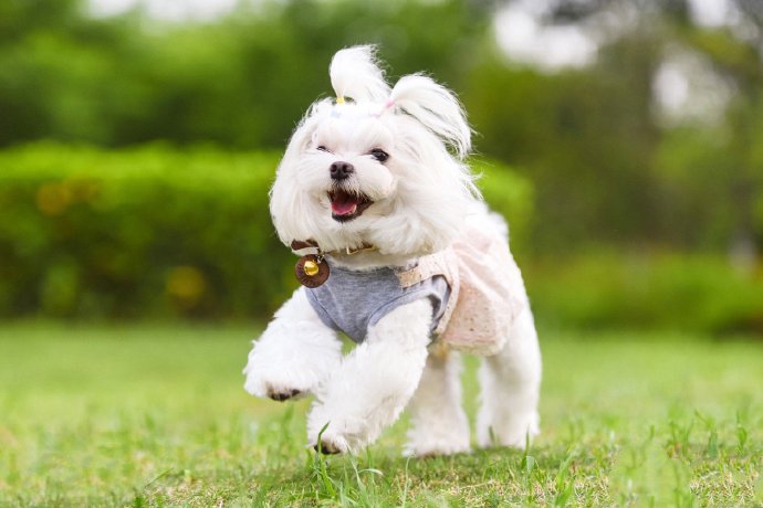 一組干凈可愛的小型犬圖片