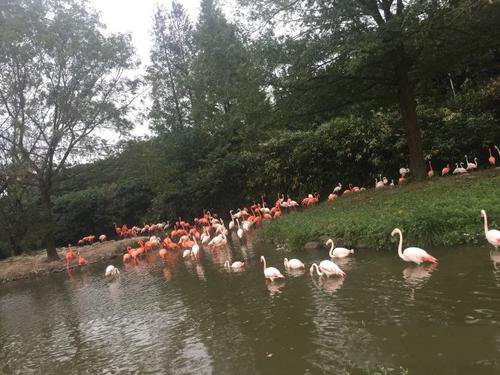 非常漂亮的火烈鸟图片