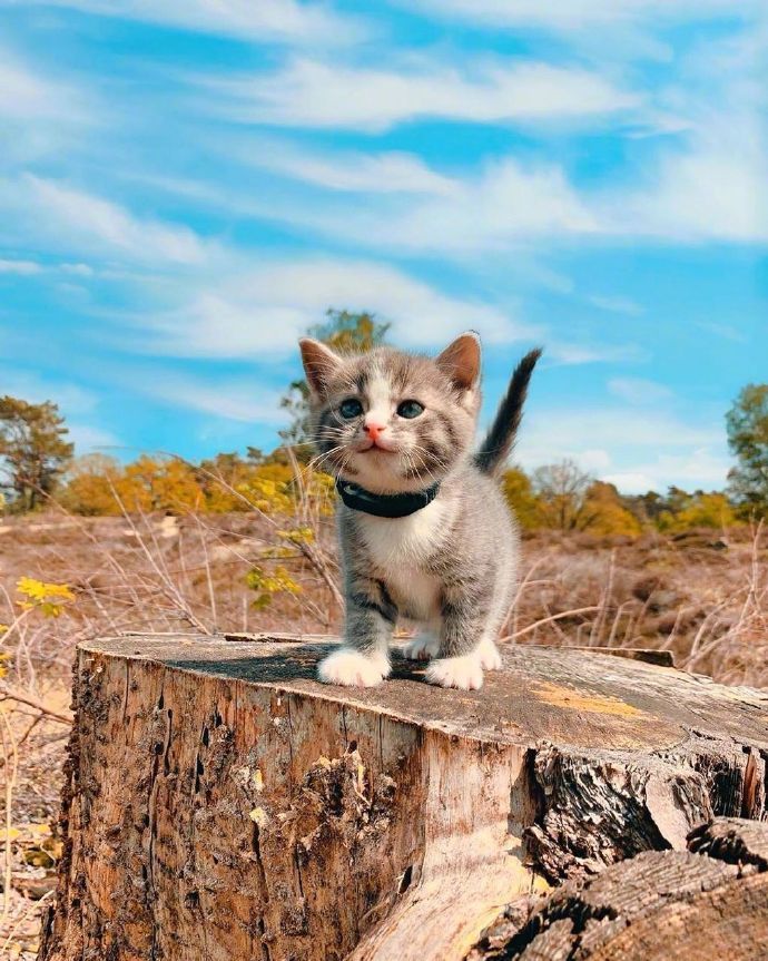 一只会笑的小猫咪