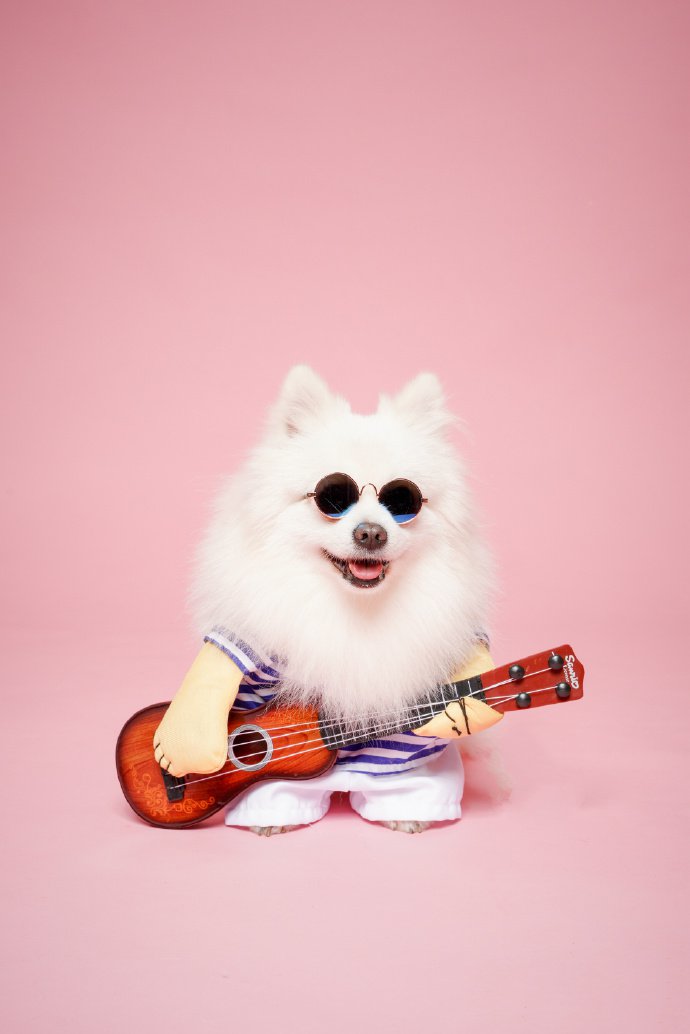 弹吉他帅气的博美狗狗