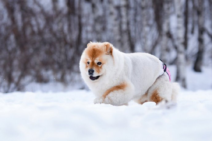 一组毛色独特的松狮犬图片