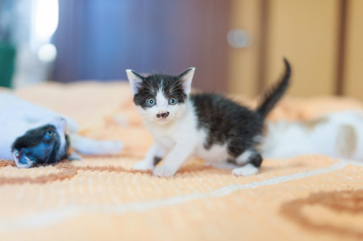 萌萌哒的小猫猫图片