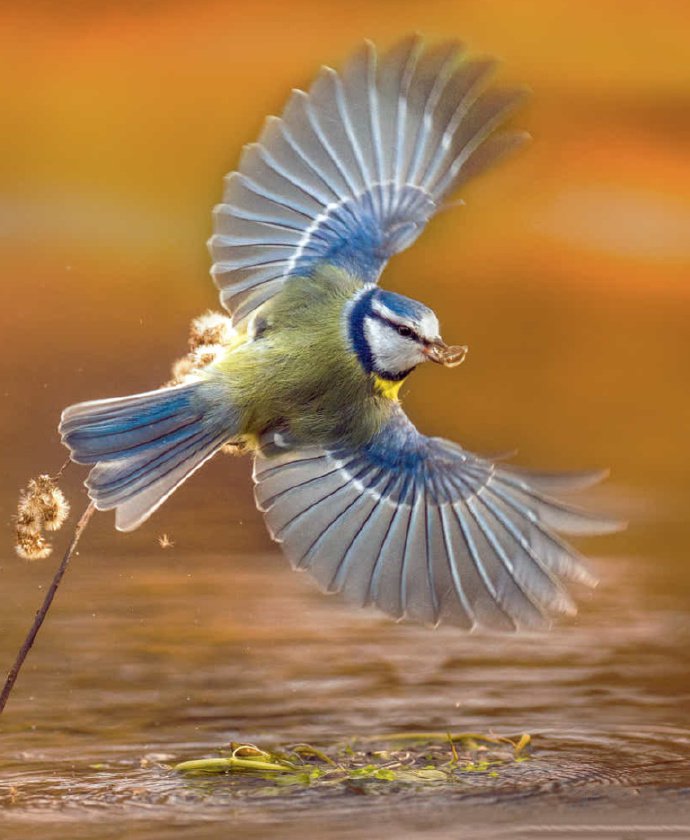 萌萌哒水边的小鸟