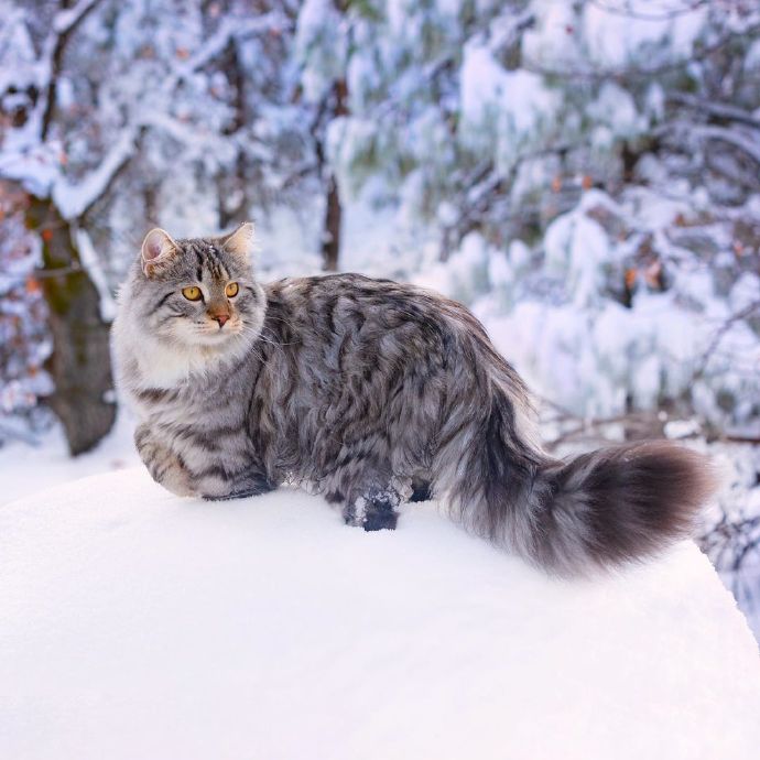 雪地里的西伯利亚猫