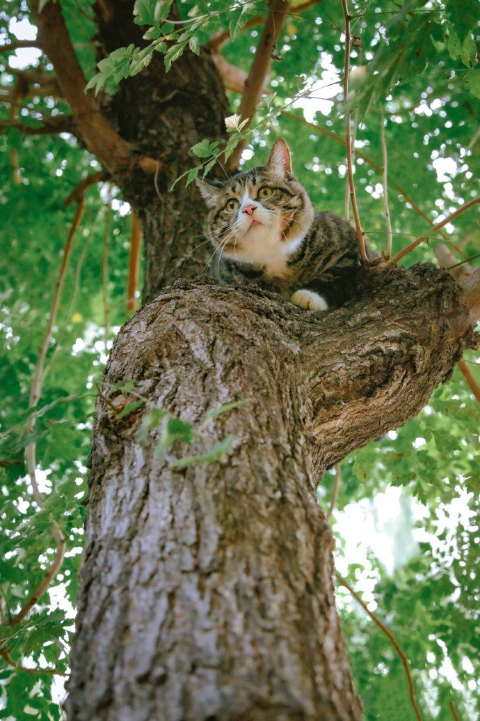 喜欢爬树的猫咪图片