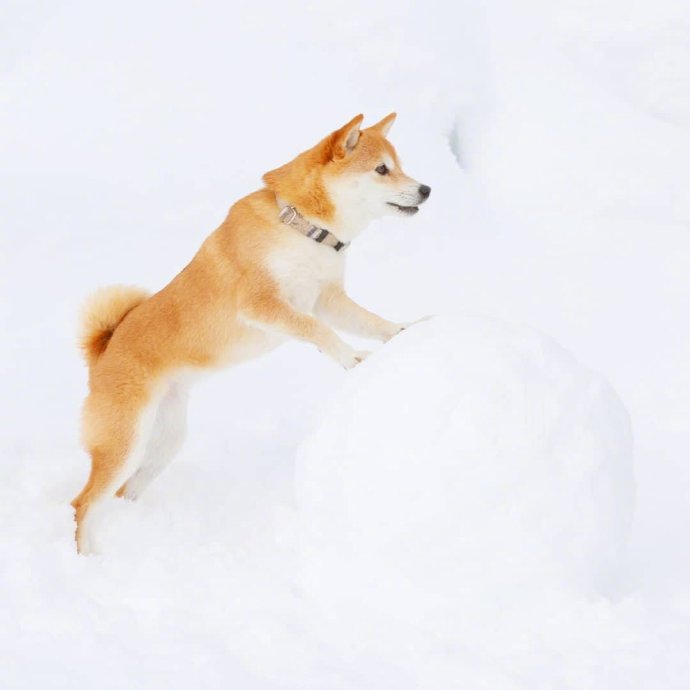 下雪天，最开心的除了南方人，还有狗子们