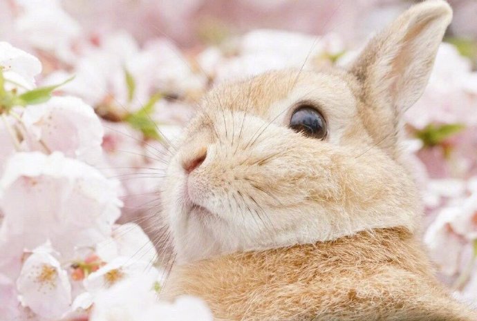 一组超好看的樱花旁的小兔子图片