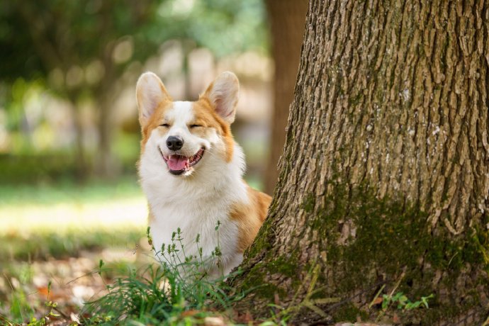 可愛柴犬的六連拍圖片