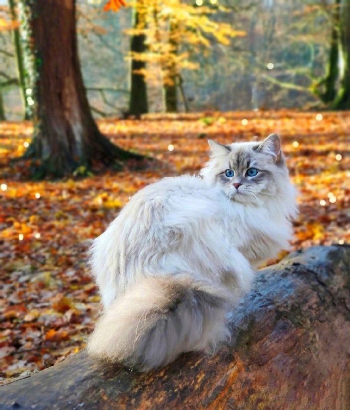 一只比利时的西伯利亚森林猫，神仙喵仙女