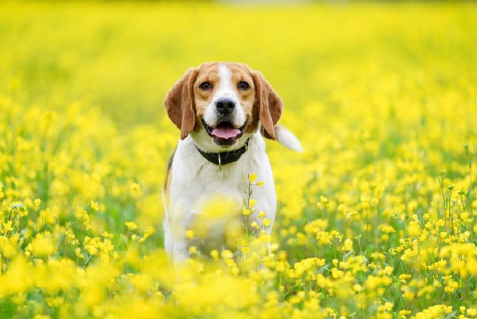 油菜花中精力旺盛的比格犬狗狗