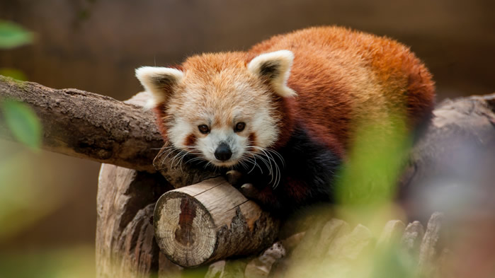 树上可爱的小熊猫图片