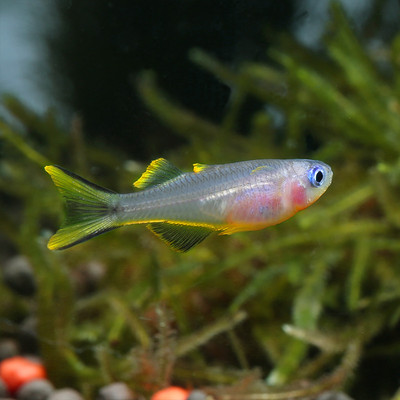 一組漂亮的霓虹燕子魚(yú)圖片