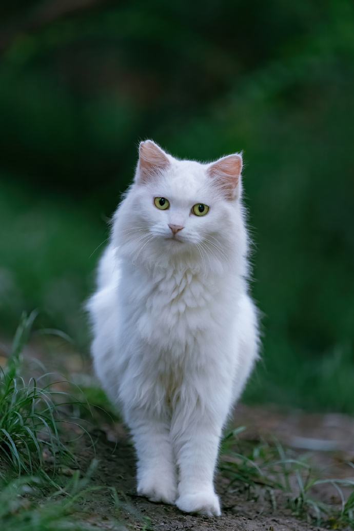 北京初秋的长毛大猫，颜值颇高