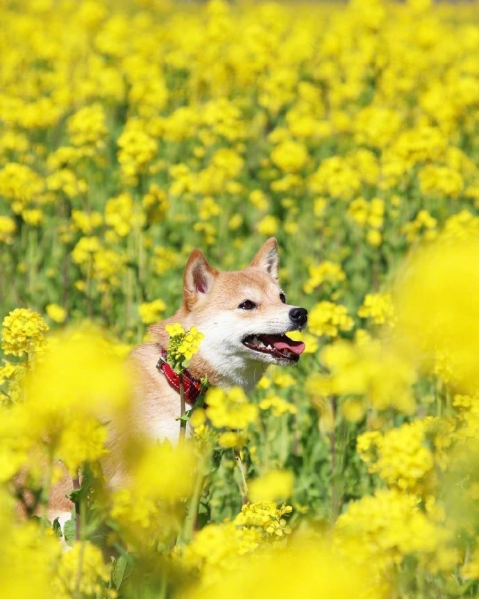 油菜花海和元气满满的小柴犬图片