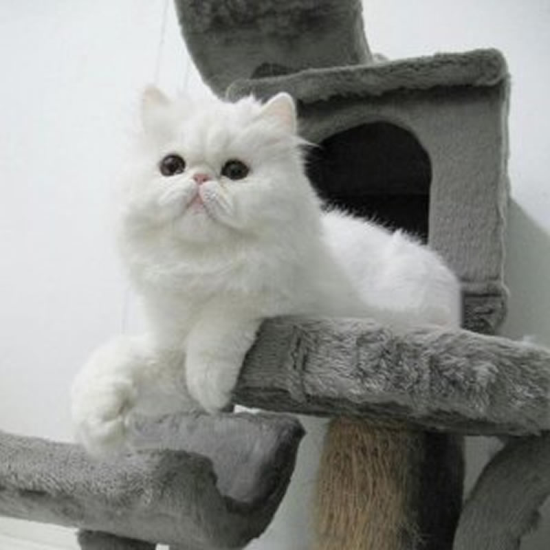 白白胖胖的猫咪图片