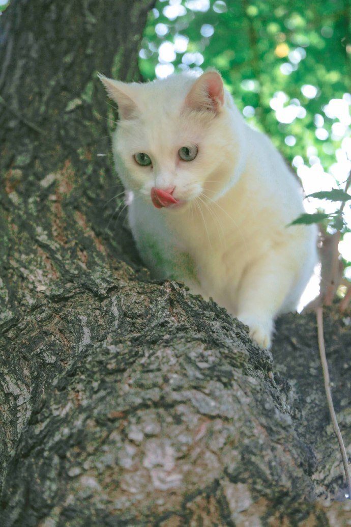 喜欢爬树的猫咪图片