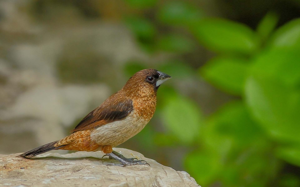 小巧玲瓏的文鳥圖片