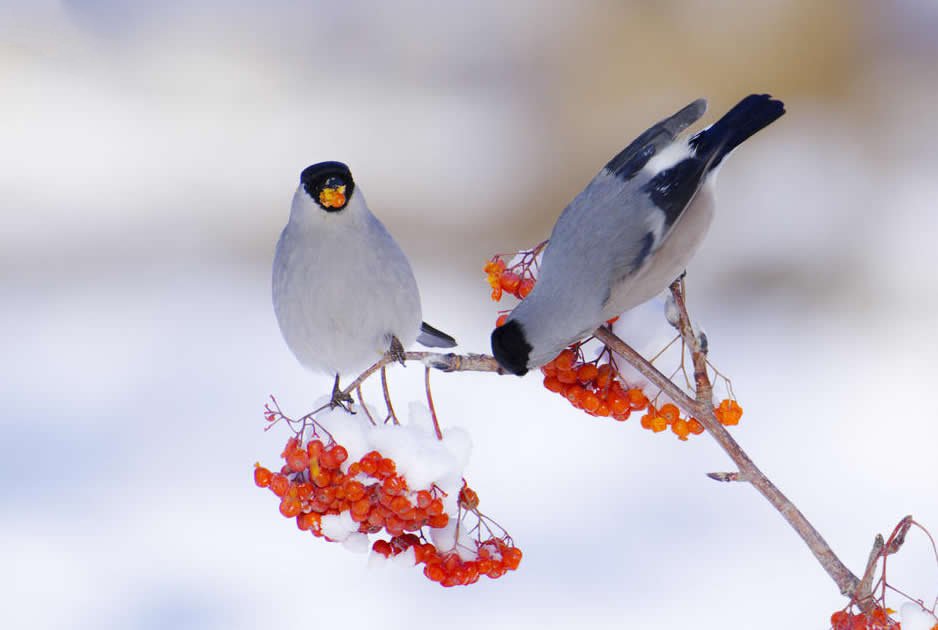 一組冬天里的鳥兒圖片