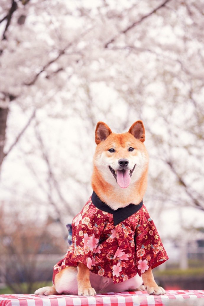 一组爱笑可爱的柴犬图片