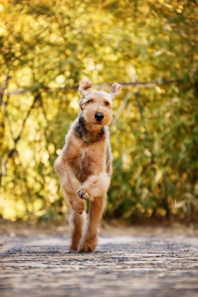 白白的垂耳小型梗犬圖片