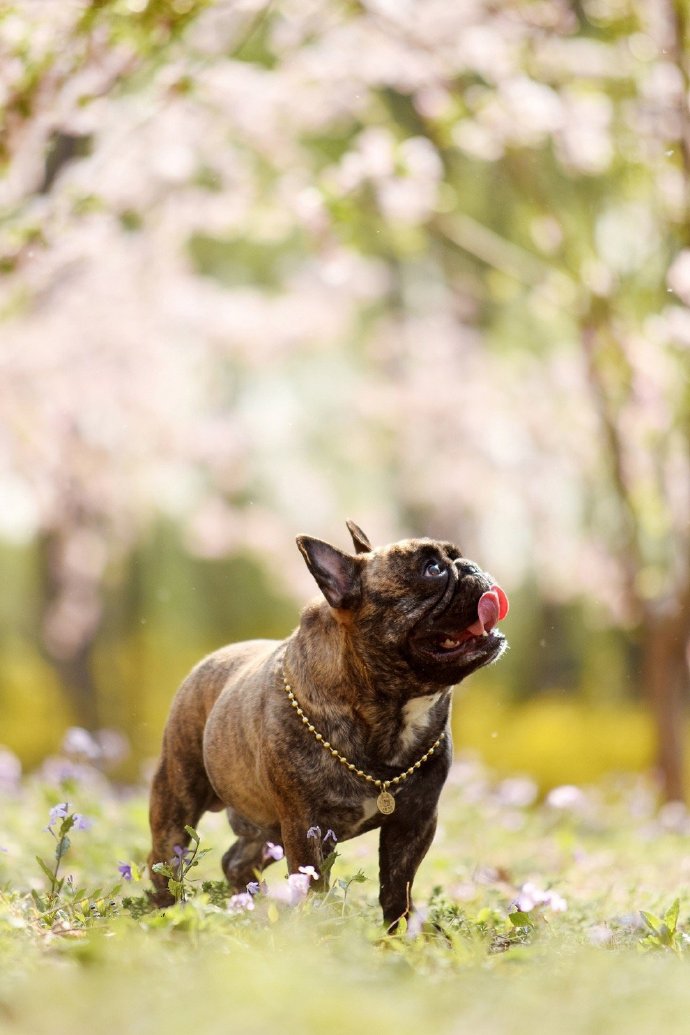 开心到合不拢嘴的斗牛犬