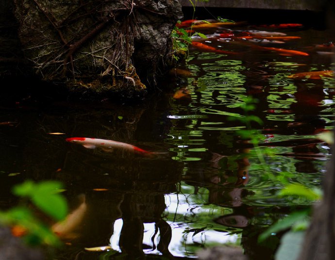池塘里的锦鲤摄影美图