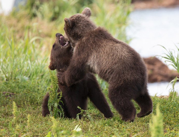 俄罗斯熊宝宝打架图片欣赏