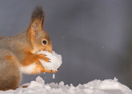 瑞典小松鼠雪地撒欢沉醉啃雪球激萌可爱