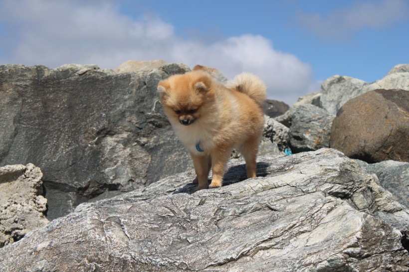 顽皮可爱的博美犬图片