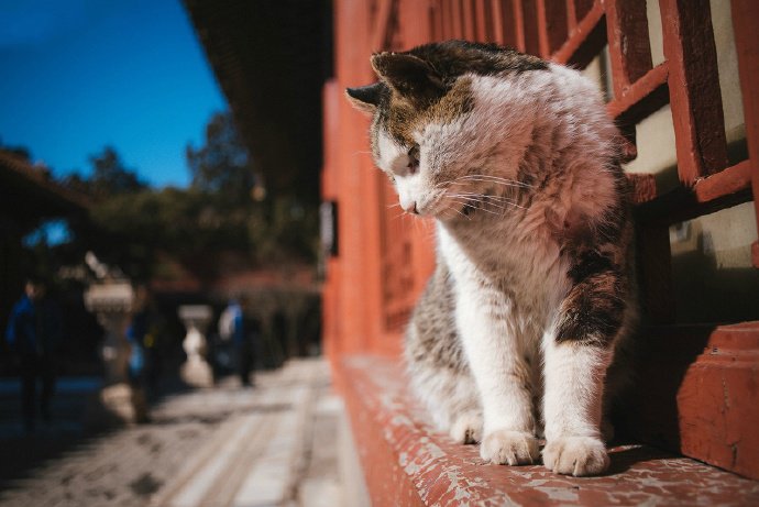 紫禁城外的霸气猫咪图片