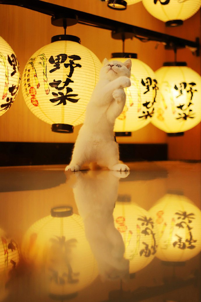 漂亮的猫咪外景写真图片