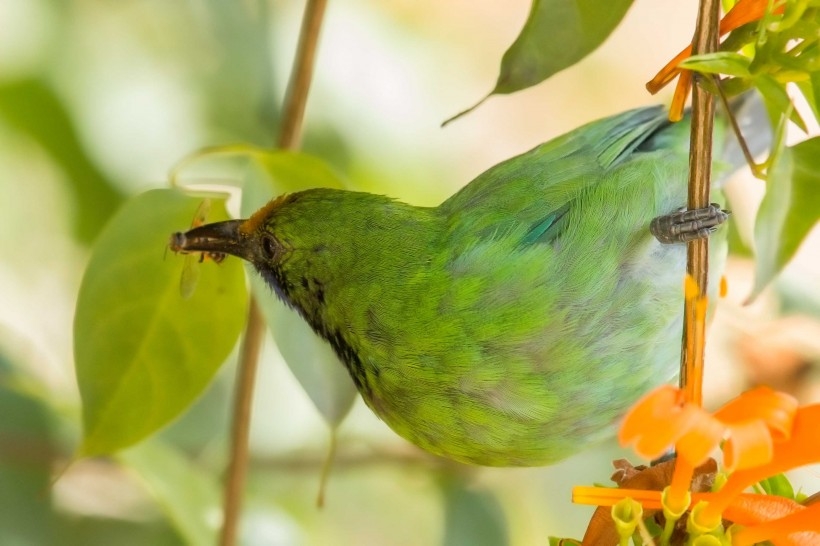 金額葉鵯鳥圖片