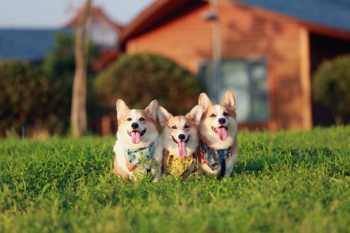 一组超可爱的三只柯基犬图片