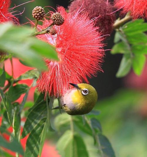 春天里的繡眼鳥圖片