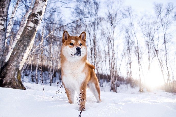 在雪地里快乐玩耍的狗狗