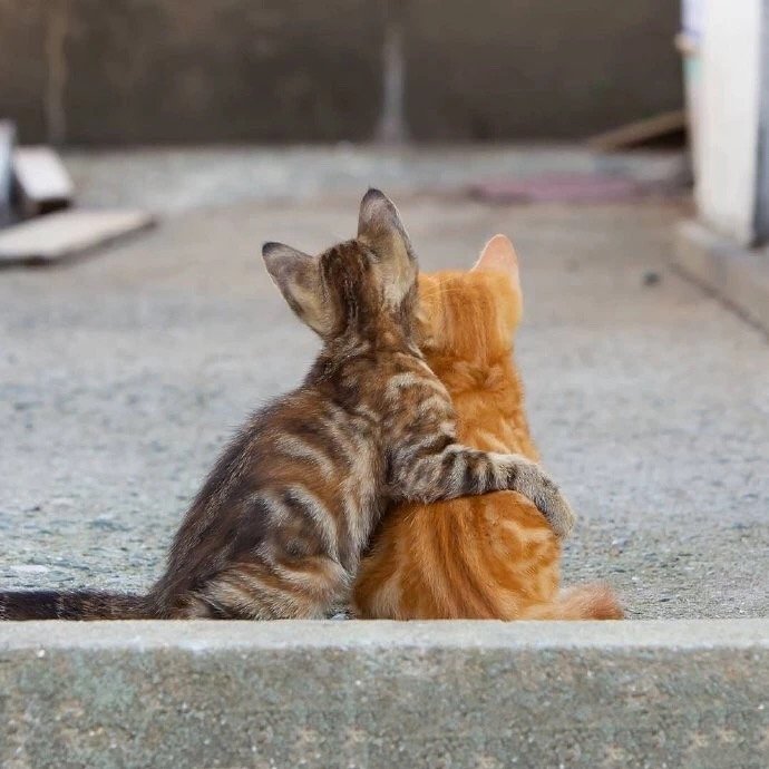 萌翻了的可爱橘猫图片