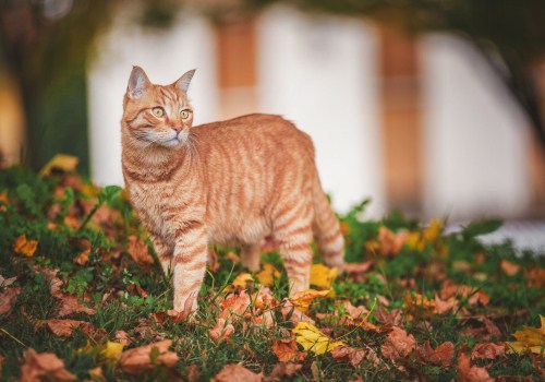 狡黠灵动的猫猫图片