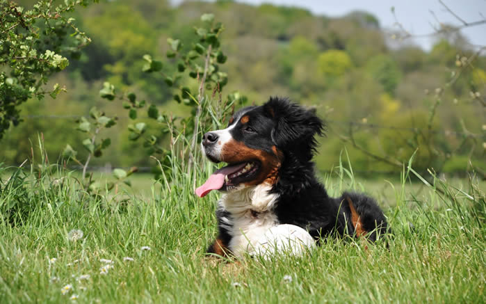 一组聪明可爱的伯恩山犬图片