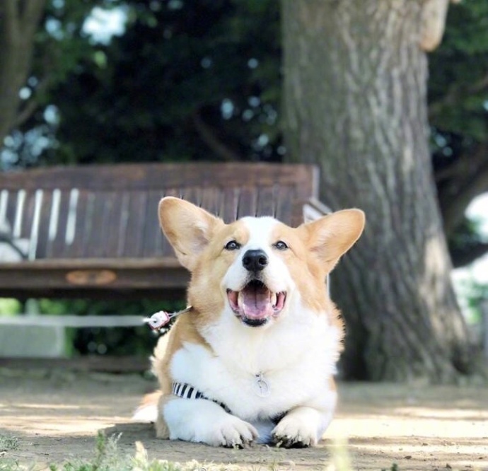 控制住脾气不要想太多要经常笑的小柴犬