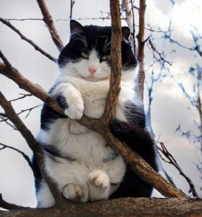 爬树上玩耍的猫咪图片