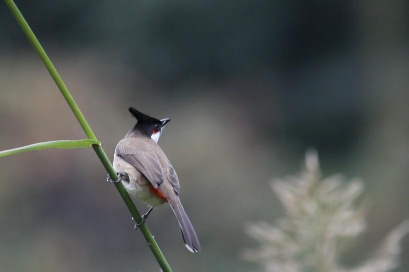 紅耳鵯幼鳥圖片