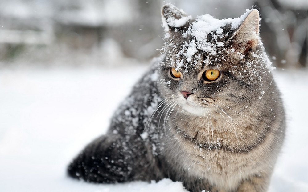 雪地里玩耍的猫咪图片