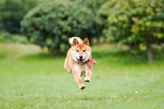 柴犬的踏青拍攝圖片欣賞