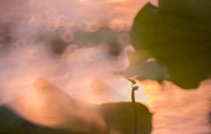 绿阴不断。点水蜻蜓，夕阳天又晚