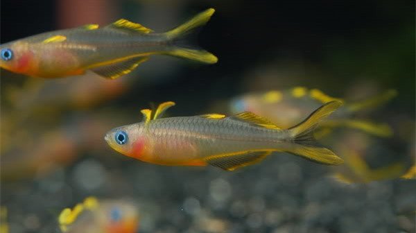 性格溫和的霓虹燕子魚(yú)圖片